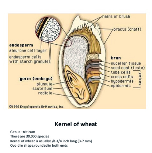 SEED-GROWTH-4