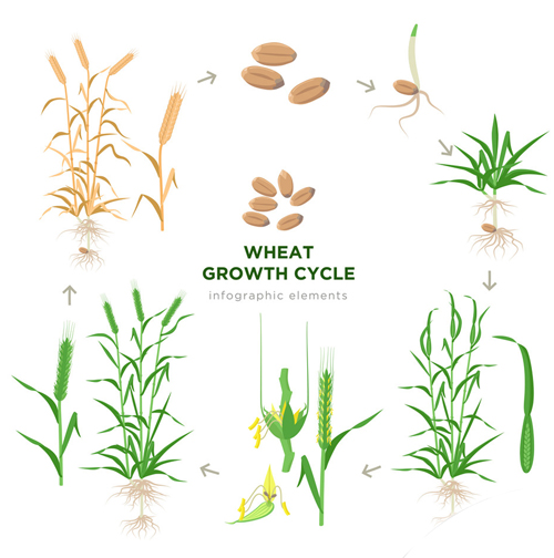 SEED GROWTH CYCLE